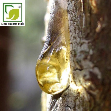 Elemi Oil_Canarium luzonicum Oil by DBR Exports India