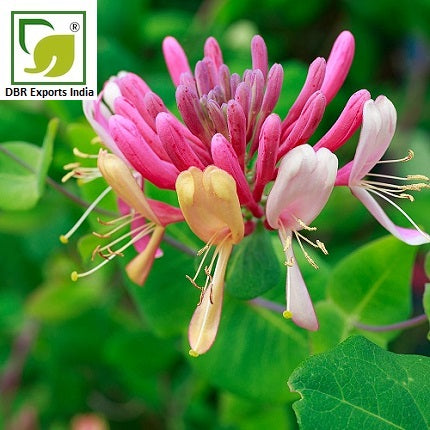 Pure HoneySuckle Oil_Lonicera Caprifolium Oil by DBR Exports India