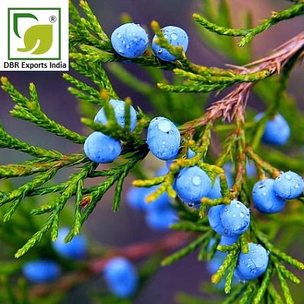 Juniper Berry Oil Juniperus Communis Oil by DBR Exports India