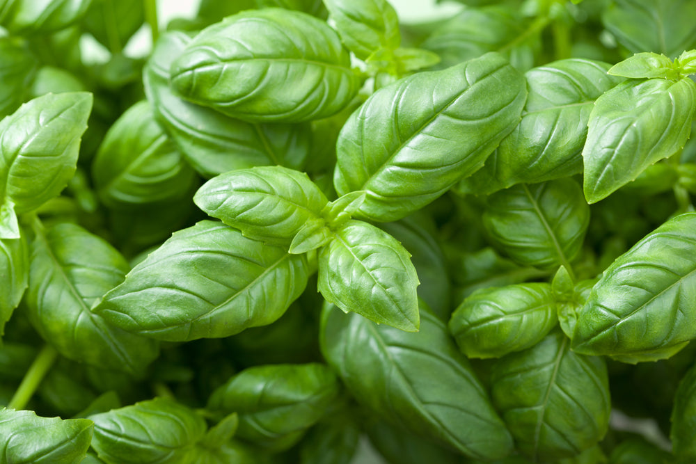 Buy basil oil online