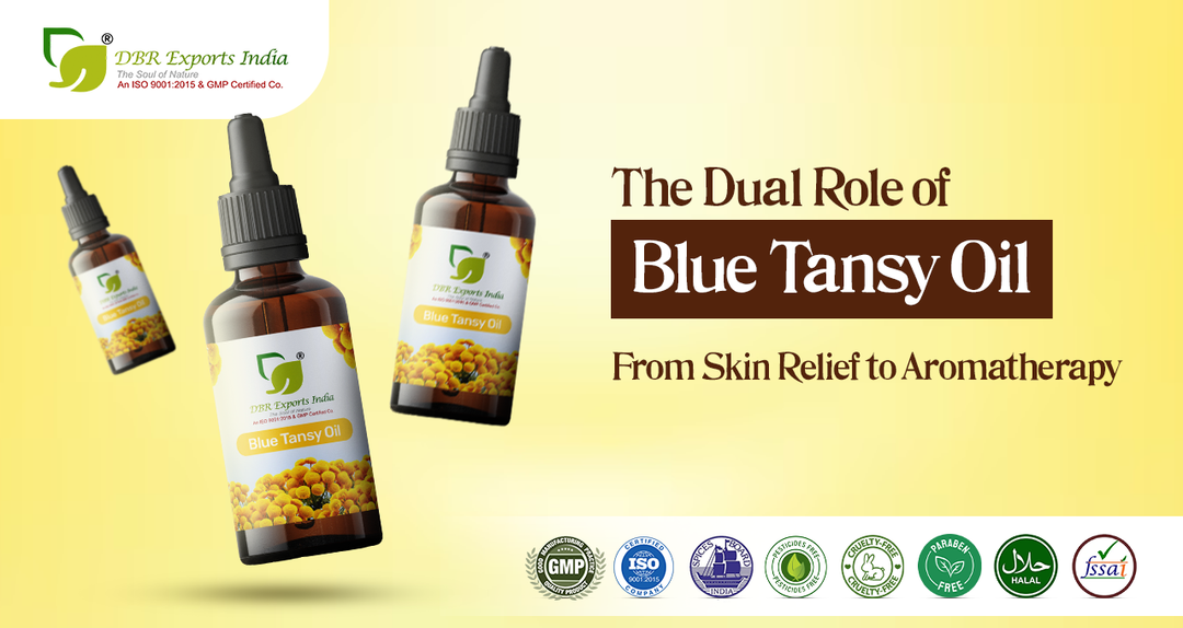 Best blue tansy essential oil