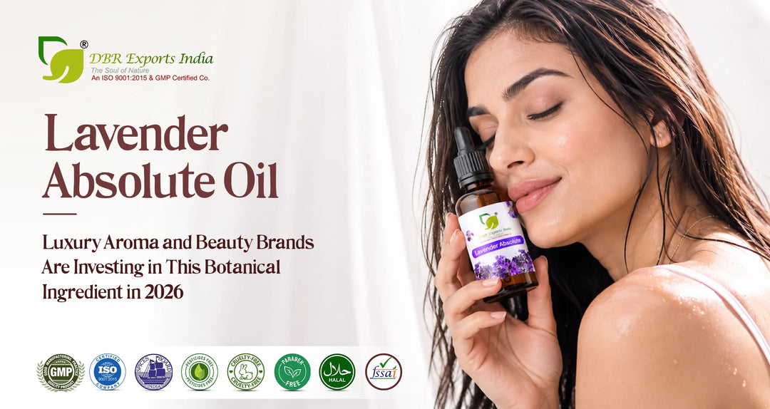 Lavender Absolute Oil: Why Luxury Aroma and Beauty Brands Are Investing in This Botanical Ingredient in 2026