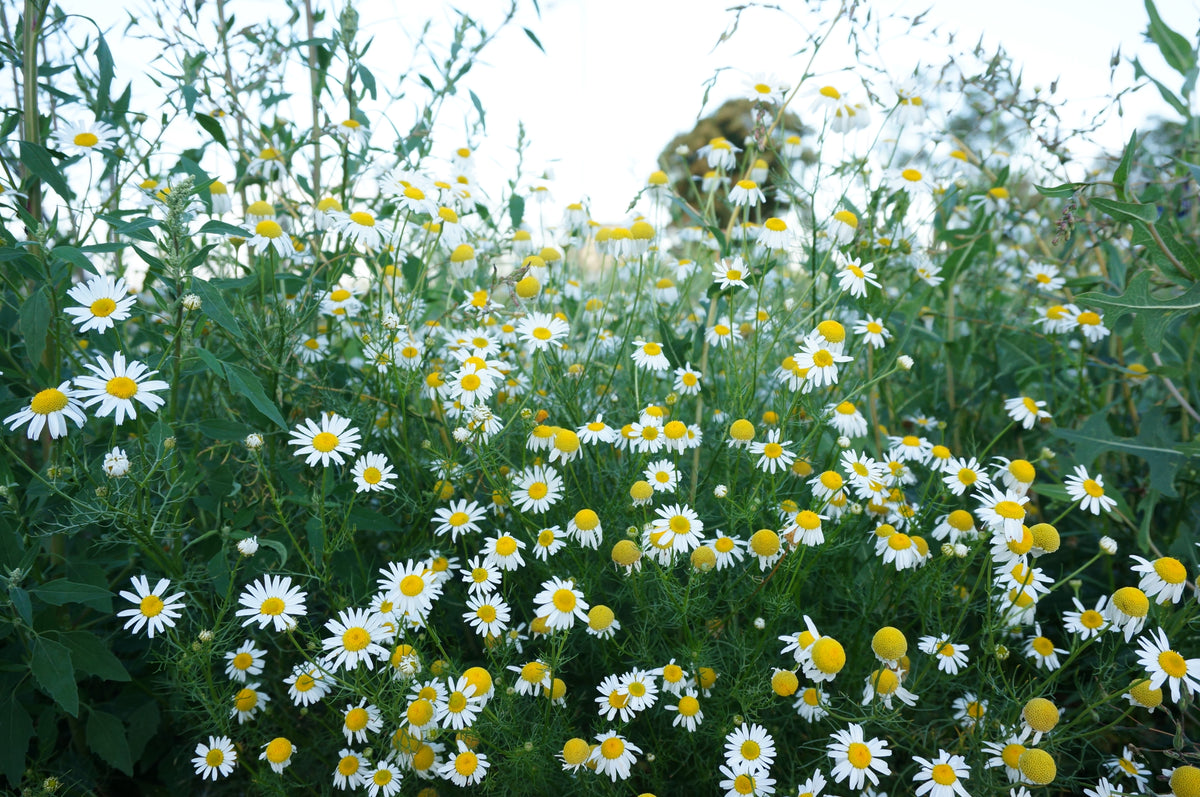 German Chamomile Oil