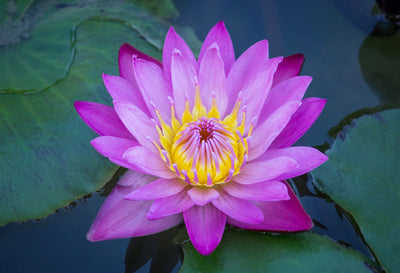 Introduction to Blue Lotus Oil: Origins, Properties, and Benefits/Uses
