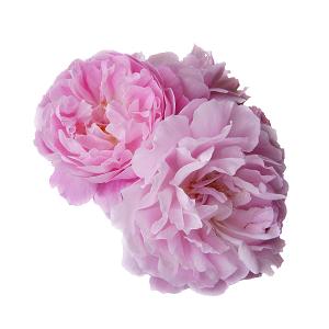 Floral Water by DBR Exports India