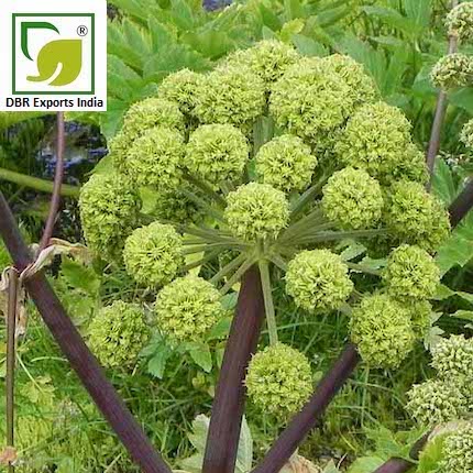 Angelica Root Oil