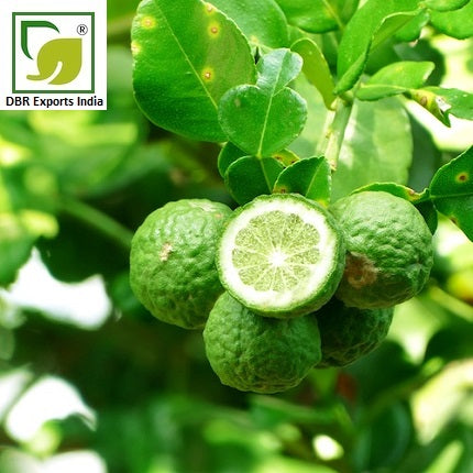 Bergamot Oil_Citrus Bergamia Oil by DBR Exports India