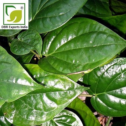 Pure Betel Leaf Oil_Pure Piper Betle Oil by DBR Exports India