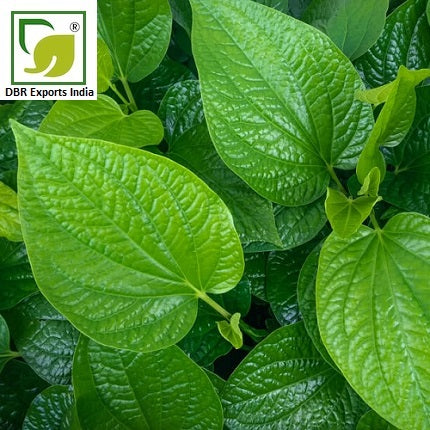 Pure Betel Leaf Oil _ Piper Betle Oil by DBR Exports India