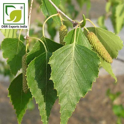 Pure Birch Tar Oil_Pure Betula Alba Oil by DBR Exports India