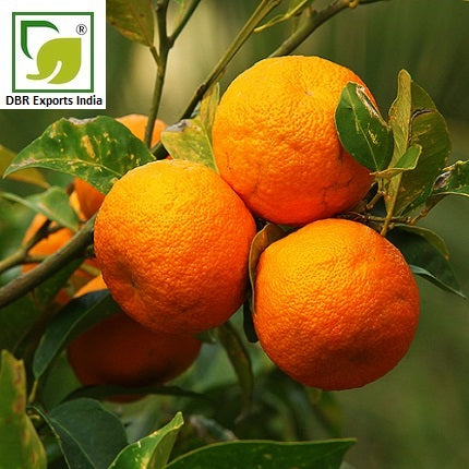Pure Bitter Orange Oil_Citrus Aurantium Oil by DBR Exports India