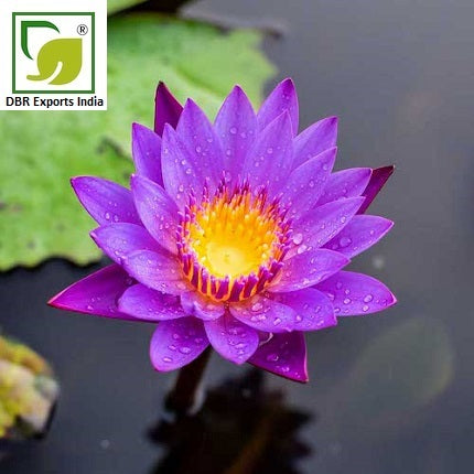 Blue Lotus Absolute Oil Dbr Exports India