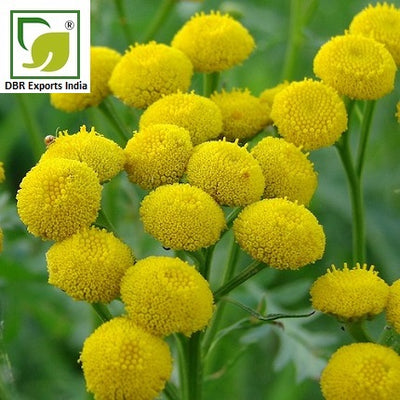 Pure Blue Tansy Oil_Pure Tanacetum Annuum Oil by DBR Exports India