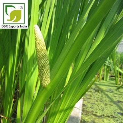 Pure Calamus Oil_Pure Acorus calamus Oil by DBR Exports India