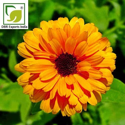 Pure Calendula Oil_Pure Calendula officinalis Oil by DBR Exports India