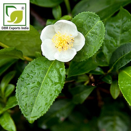 Pure Camellia Flower Oil_Camellia Oleifera Oil