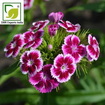 Pure Carnation Oil_Pure Dianthus Caryophyllus Oil by DBR Exports India