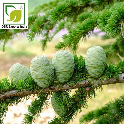 Cedarwood Oil Cedrus Deodara Oil by DBR Exports India