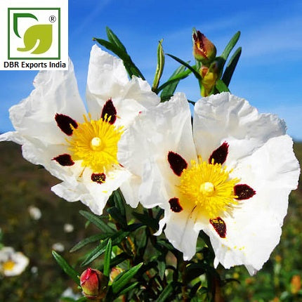 Pure Cistus Absolute Oil_Pure Cistus ladaniferus Oil by DBR Exports India