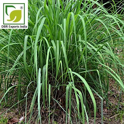 Citronella Oil Cymbopogon Winterianus Oil