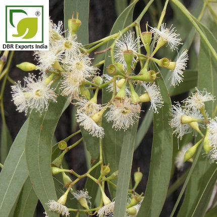 Pure Eucalyptus Oil_Pure Eucalyptus Globulus Oil by DBR Exports India