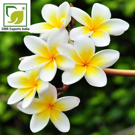 Pure Frangipani Oil_Plumeria alba Oil by DBR Exports India