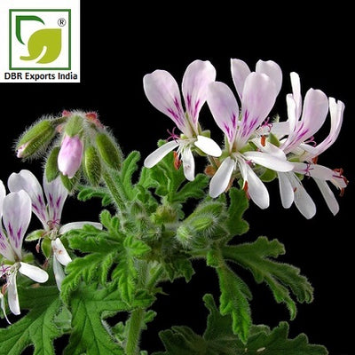organic geranium essential oil by DBR Exports India
