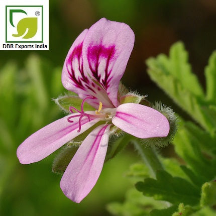 Geranium Oil Pelargonium Graveolens Oil by DBR Exports India