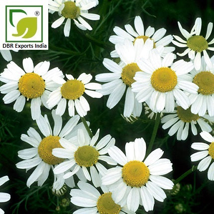 German Chamomile Oil Matricaria Recutita Oil