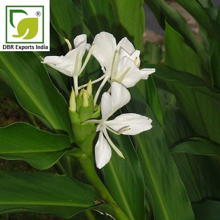 Pure Ginger Lily Oil_Hedychium Coronarium Oil by DBR Exports India