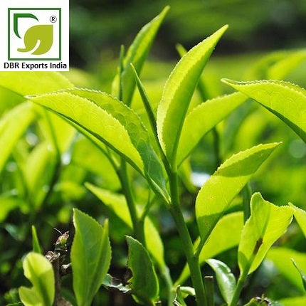 Pure Green Tea Oil_Camellia Sinensis Oil by DBR Exports India