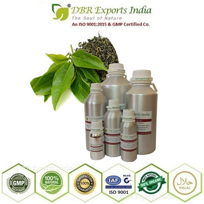 Green Tea Absolute Oil via solvent Extraction