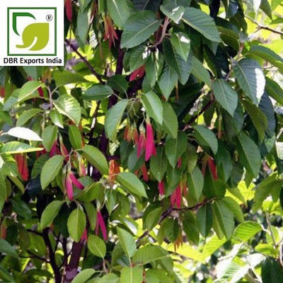 Pure Gurjan Balsam Oil_Pure Dipterocarpus Turbinatus Oil