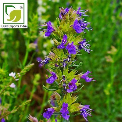 Pure Hyssop Oil_Pure Hyssopus officinalis Oil by DBR Exports India