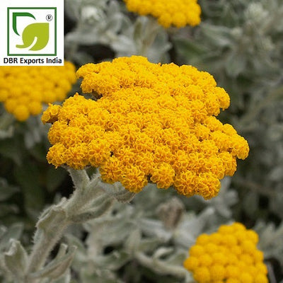 Helichrysum Italicum essential Oil by DBR Exports India