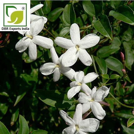 Jasminum Grandiflorum absolute Oil