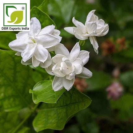 Jasmine Sambac absolute by DBR Exports India