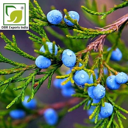 Juniper Berry Oil-Juniperus CommunisPure Juniper Berry Oil_Pure Juniperus Communis Oil by DBR Exports India