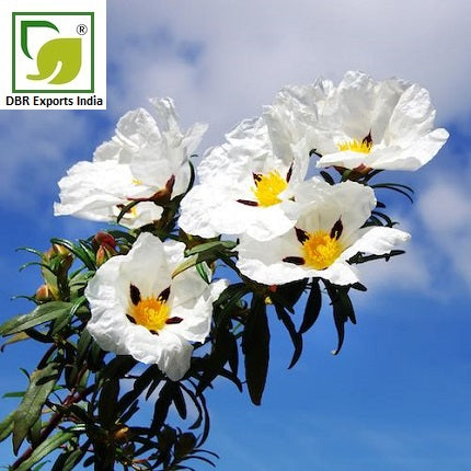 Pure Labdanum Oil_Cistus ladanifer Oil by DBR Exports India