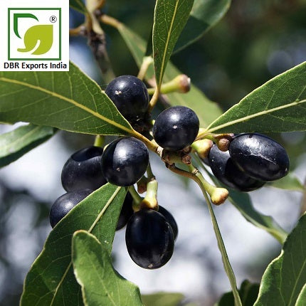 Pure Laurel Berry Oil_Pure Laurus Nobilis Oil by DBR Exports India