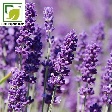 Pure Lavandin Oil_Pure Lavendula Hybrida Oil by DBR Exports India