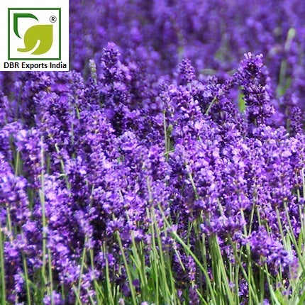 Lavender Absolute Lavandula Augustifolia