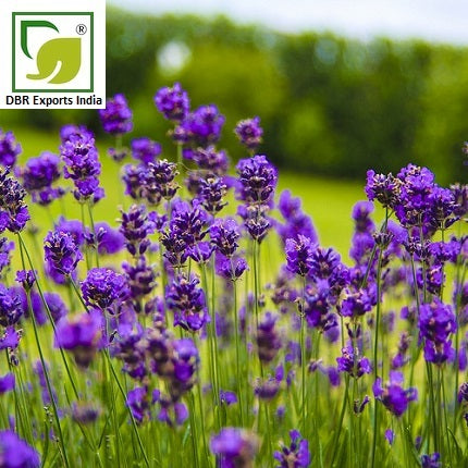 Pure Lavender Oil_Pure Lavandula Angustifolia Oil by DBR Exports India