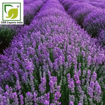 Lavender Oil 40/42_Lavandula officinalis