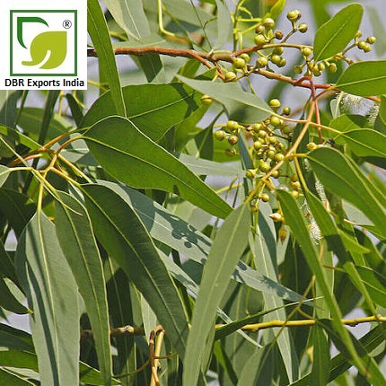Pure Lemon Eucalyptus Oil_Pure Corymbia citriodora / Eucalyptus citriodora Oil by DBR Exports India