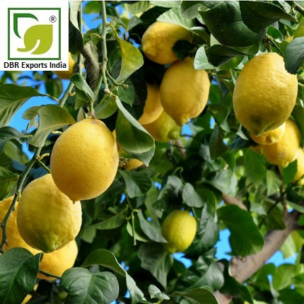 Lemon Oil_Pure Citrus Limonum Linn Oil