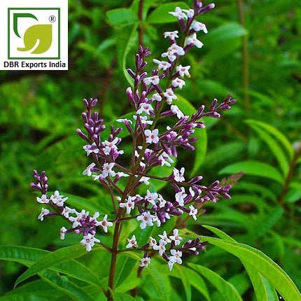 Pure Lemon Verbena Oil_Pure Aloysia triphylla / Lippia citriodora Oil by DBR Exports India