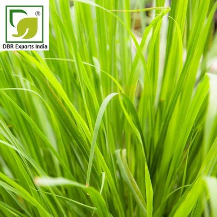 Pure Lemongrass Oil Cymbopogon Flexous Oil by DBR Exports India