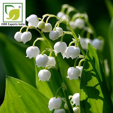 Pure Lily of the Valley Oil_Convallaria Majalis Oil by DBR Exports India