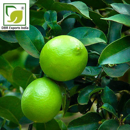 Lime Oil_Citrus aurantifolia Oil by DBR Exports India